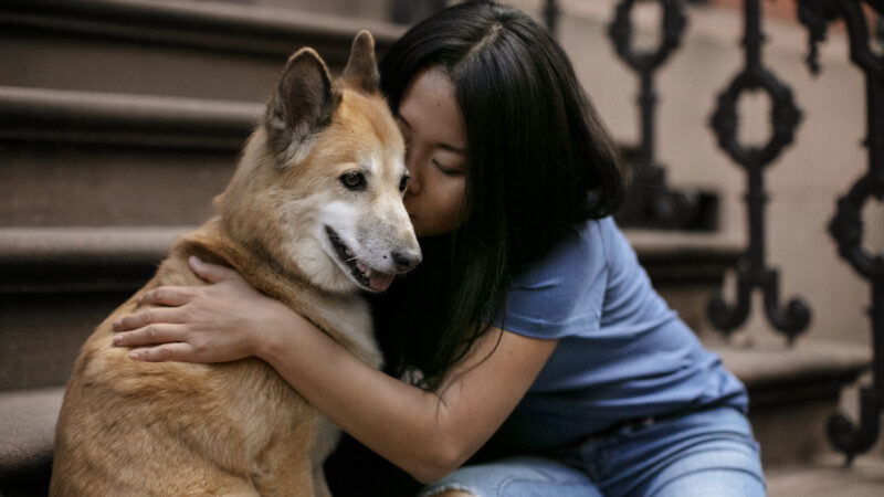 Como cuidar e amar seus pets com responsabilidade