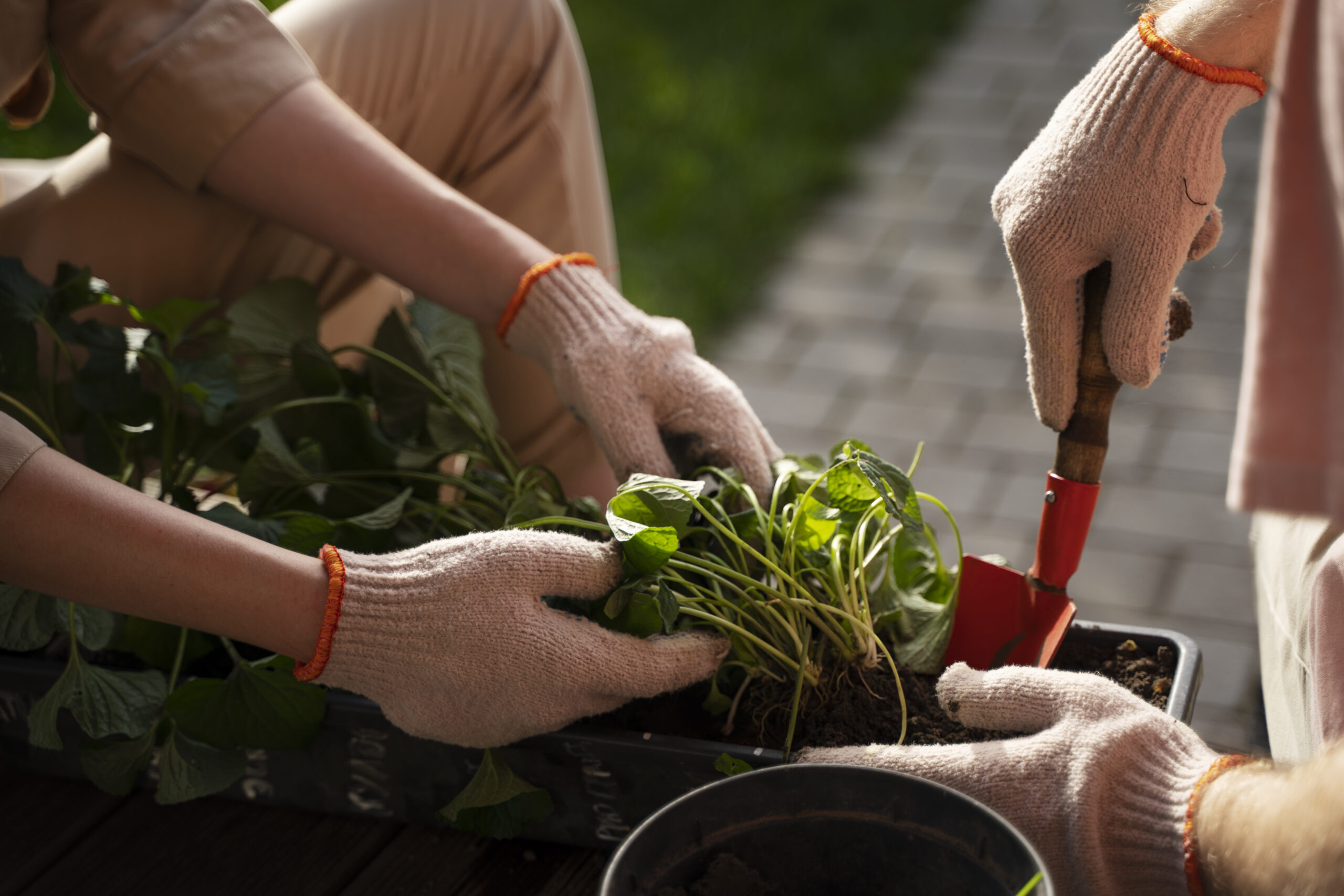 Verde e natural: o guia da jardinagem orgânica